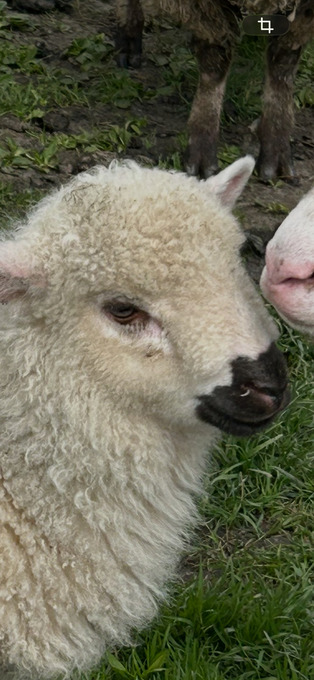 Valais black noses/crosses