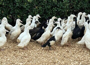 Ducks & Ducklings in a range of breeds 