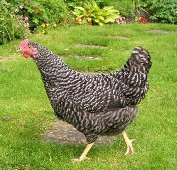 POL chickens, variety of breeds/colours