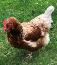  POL chickens, variety of breeds/colours