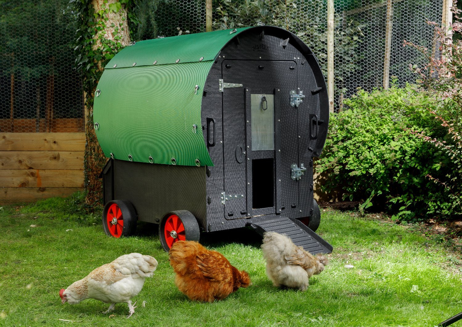POL chickens, variety of breeds/colours 