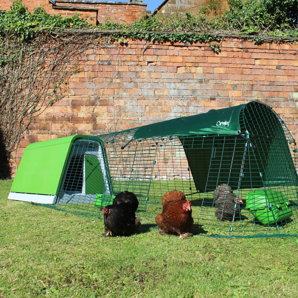 {CATEGORY} - POL chickens, variety of breeds/colours