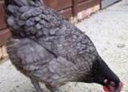 POL Hybrid chickens, variety of breeds/colours