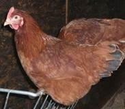 POL Hybrid chickens, variety of breeds/colours