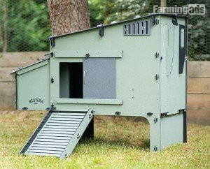 POL Hybrid chickens, variety of breeds/colours - {CATEGORY}