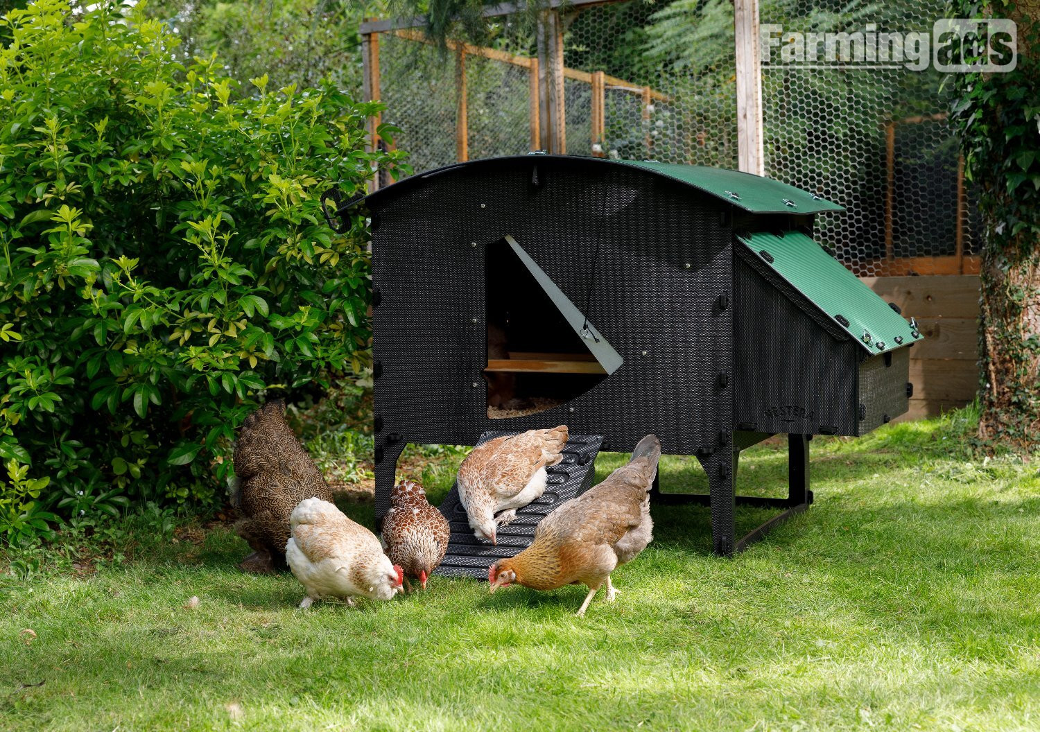 POL Hybrid chickens, variety of breeds/colours - {CATEGORY}