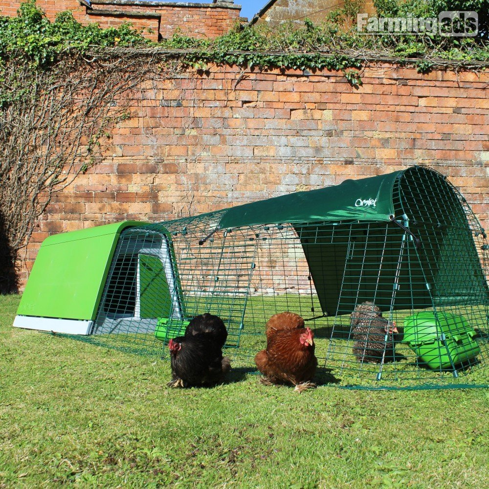 {CATEGORY} - POL Hybrid chickens, variety of breeds/colours