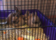 Dwarf rabbits and hutch