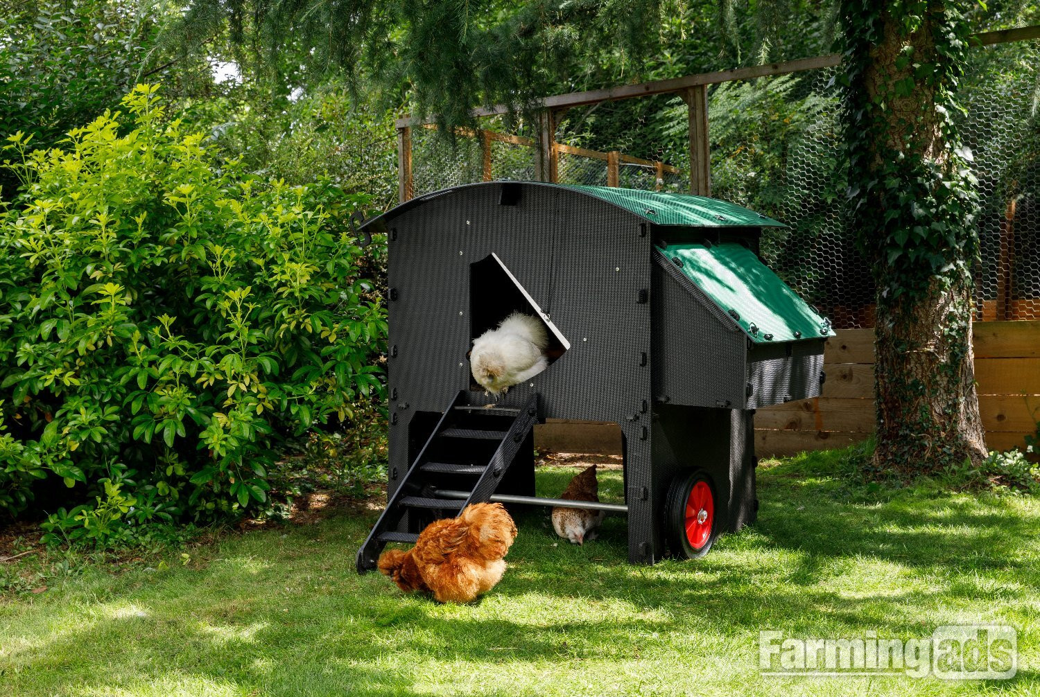 Chicken coops Nestera 100% recycled plastic - {CATEGORY}