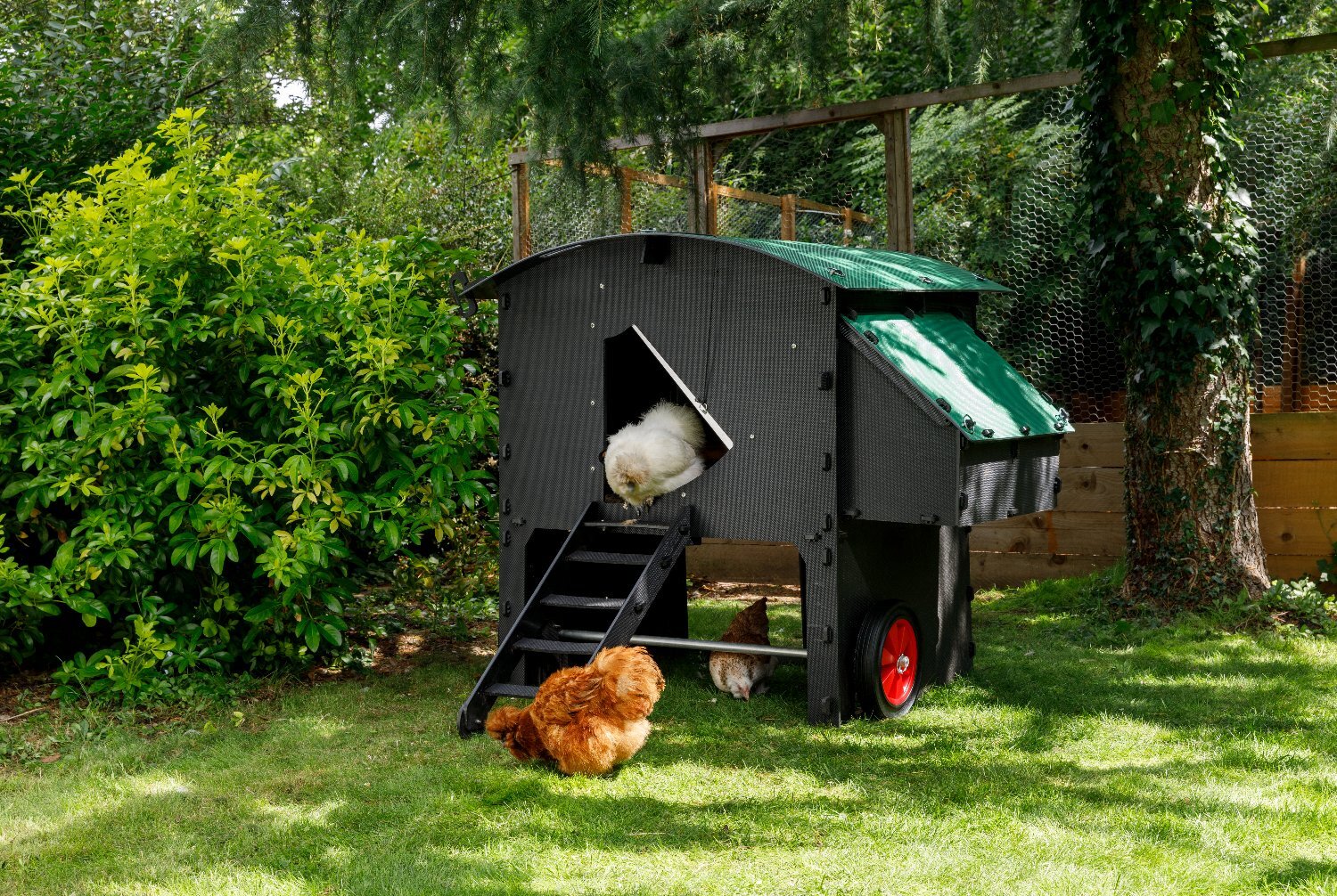 Chicken coops Nestera 100% recycled plastic - {CATEGORY}