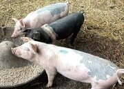 WEANERS FOR SALE