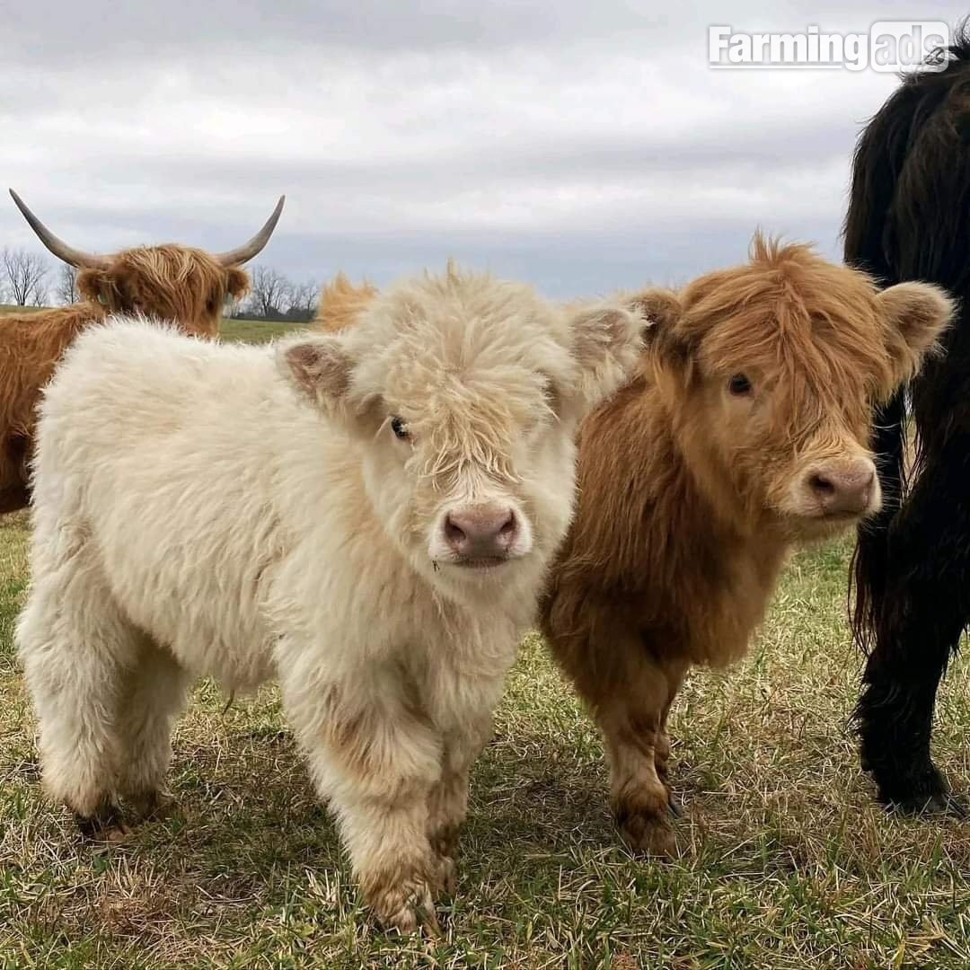 Highland miniature cattle for sale