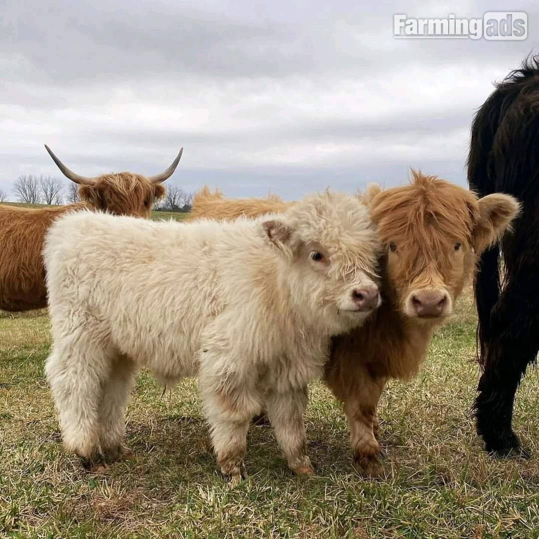 Highland miniature cattle for sale