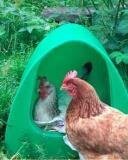 Poultry accessories, feed, poultry supplies, etc