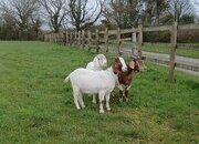 4 Female Boer Goats