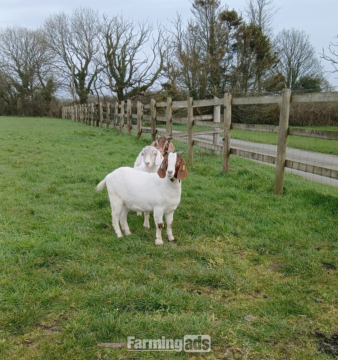 4 Female Boer Goats