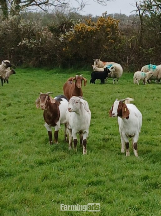  4 Female Boer Goats
