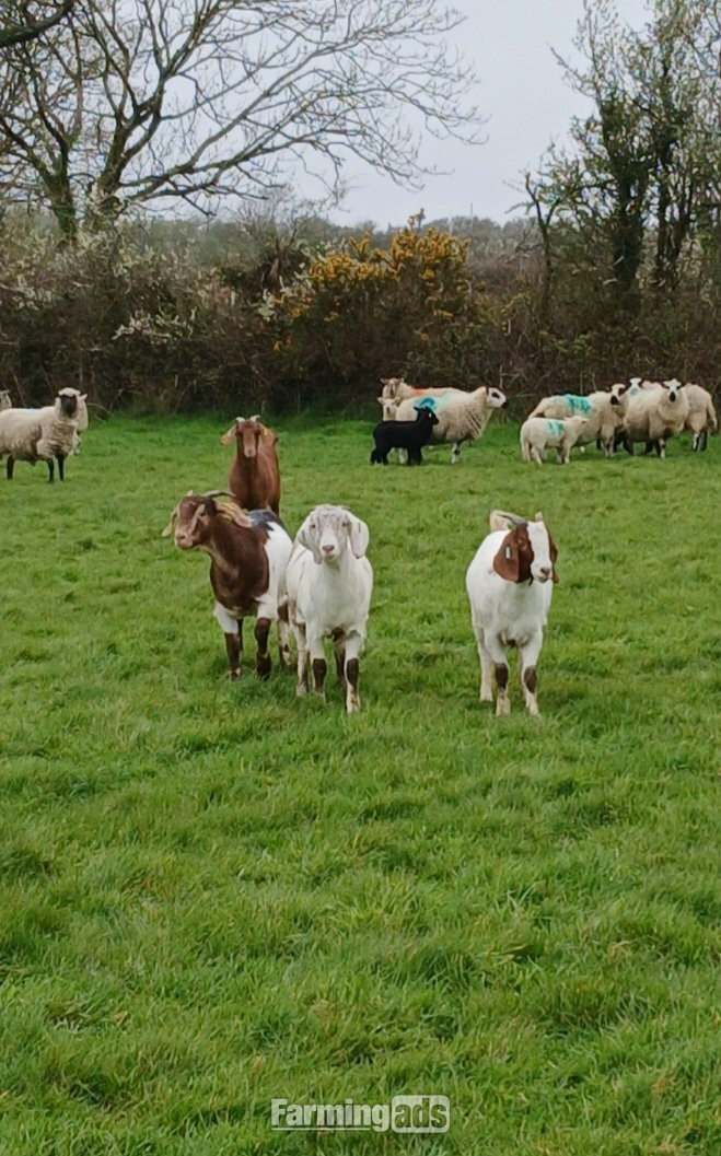 4 Female Boer Goats - {CATEGORY}