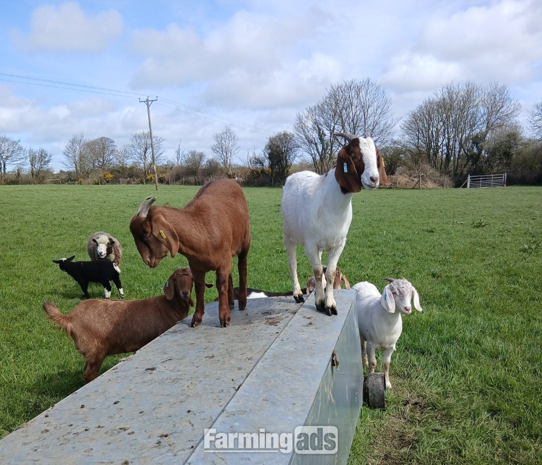 4 Female Boer Goats - {CATEGORY}