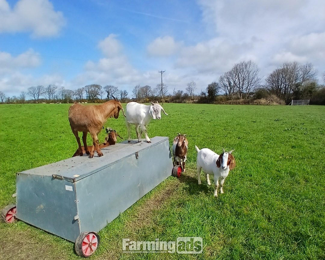 {CATEGORY} - 4 Female Boer Goats