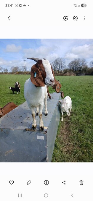 4 Female Boer Goats