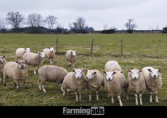 Finishing Lambs Cross Tex & Charolais (20)