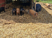 Tamworth x Large Black weaners