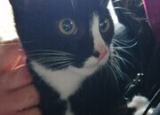 Farm kittens for sale