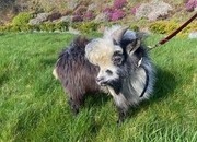 Registered Male Pygmy Goat for Sale 11 Months, Kids available too