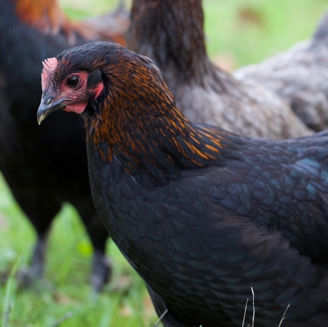 Point of Lays for Sale - Mixture of Breeds - Lancashire