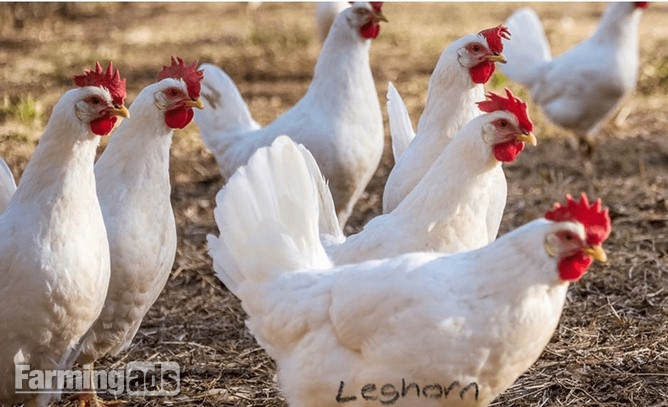 Point of Lays for Sale - Mixture of Breeds - Lancashire - {CATEGORY}