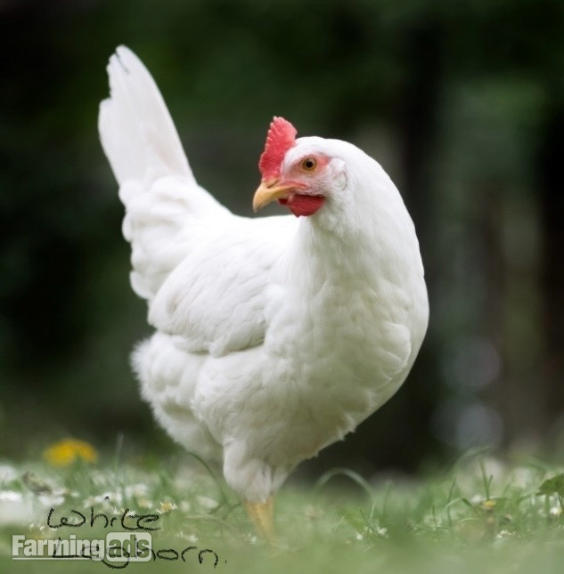 Point of Lays for Sale - Mixture of Breeds - Lancashire - {CATEGORY}