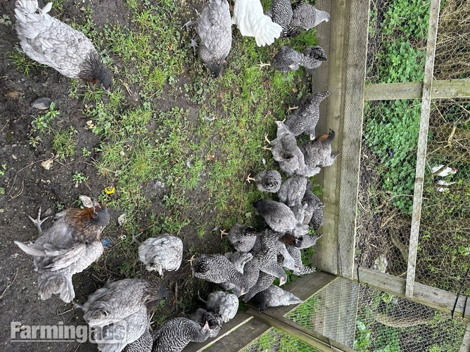 {CATEGORY} - Point of Lays for Sale - Mixture of Breeds - Lancashire