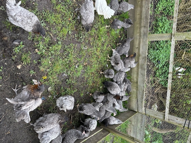 {CATEGORY} - Point of Lays for Sale - Mixture of Breeds - Lancashire