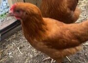 Pekin bantam bovan brown and black copper marans ,POL 