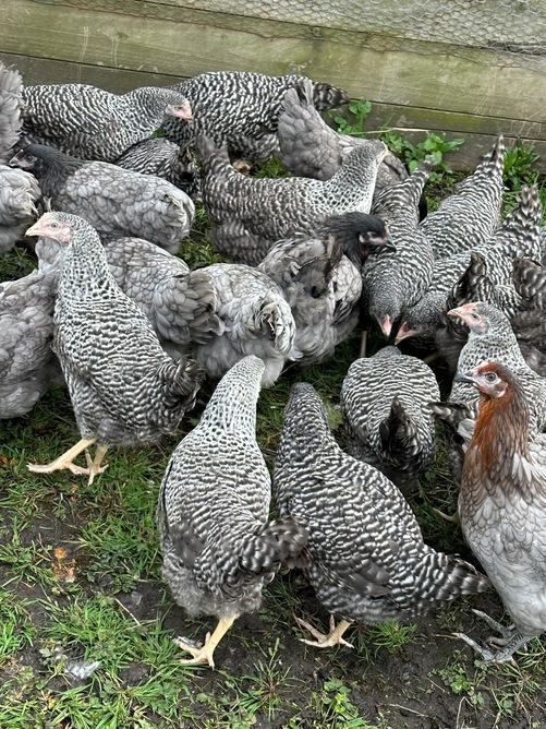 Barred Marans - Point of Lay Hens