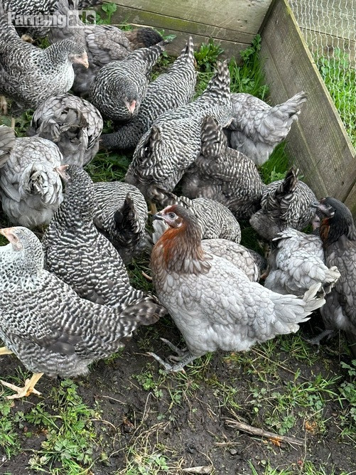 Barred Marans - Point of Lay Hens