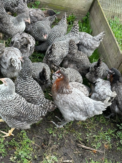  Barred Marans - Point of Lay Hens
