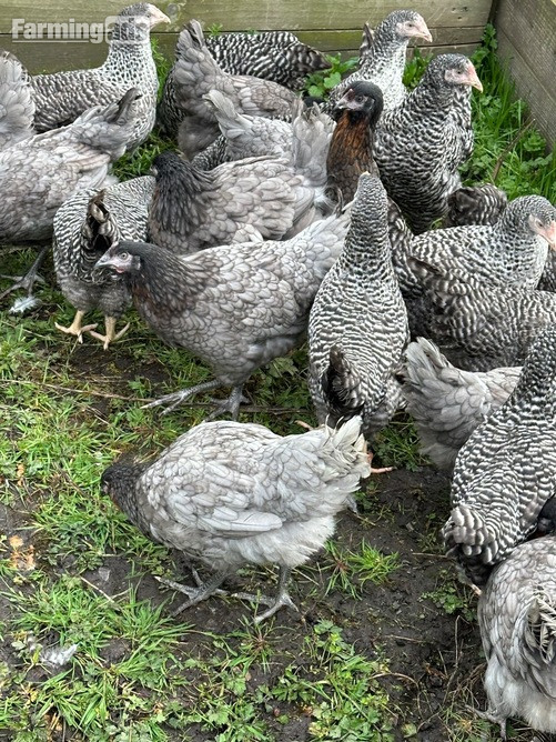 Barred Marans - Point of Lay Hens - {CATEGORY}