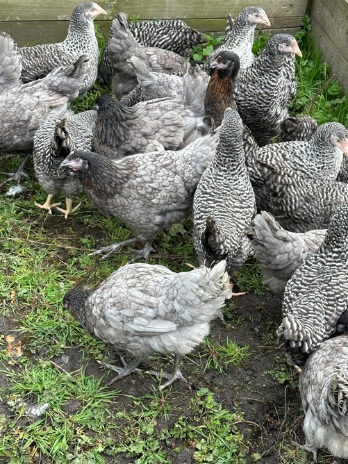 Barred Marans - Point of Lay Hens - {CATEGORY}