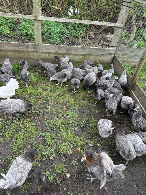 Barred Marans - Point of Lay Hens - {CATEGORY}
