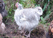 Orpingtons, boys blue splash, blue and Isabelle