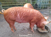Registered Tamworth boar