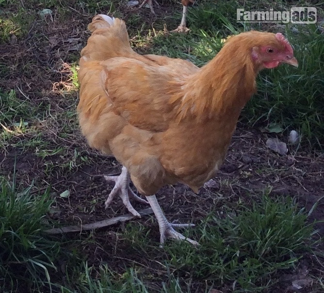 Nova Browns / Warrens - Point of Lay Hens