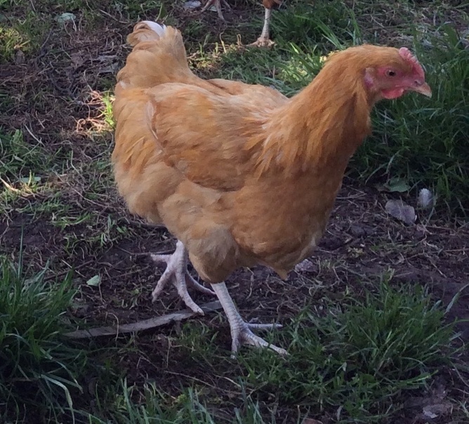 Nova Browns / Warrens - Point of Lay Hens