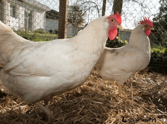 White Leghorns - Point of Lay Hens