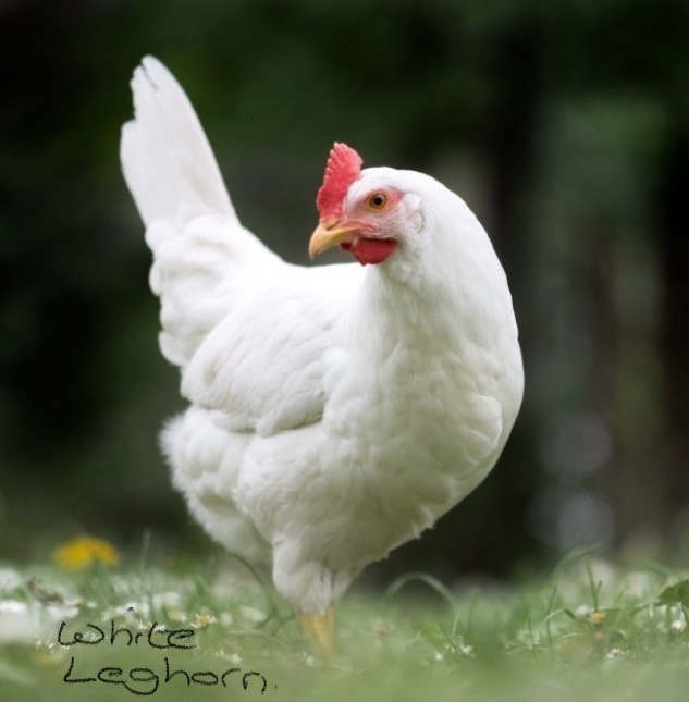  White Leghorns - Point of Lay Hens