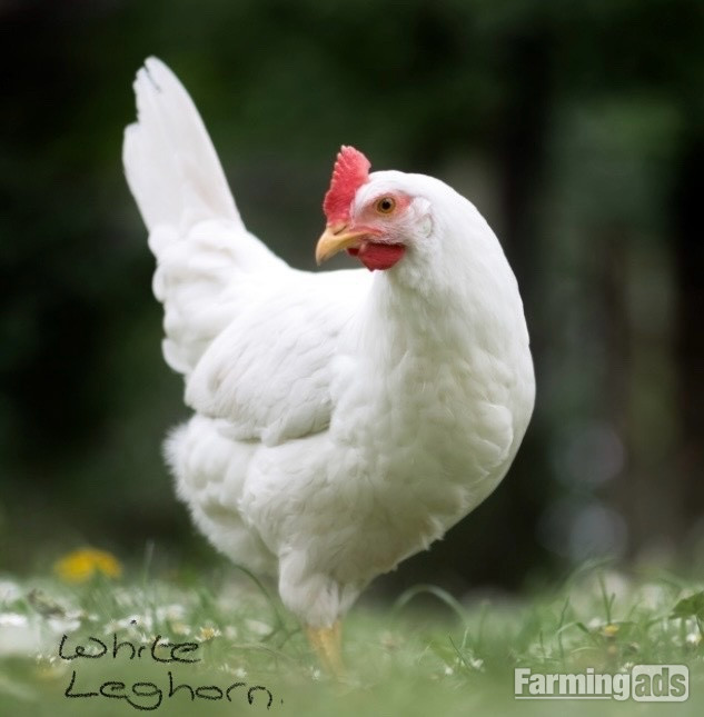  White Leghorns - Point of Lay Hens