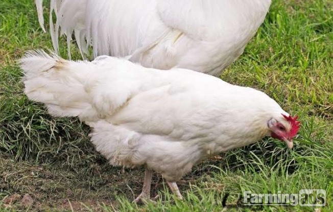 White Leghorns - Point of Lay Hens - {CATEGORY}
