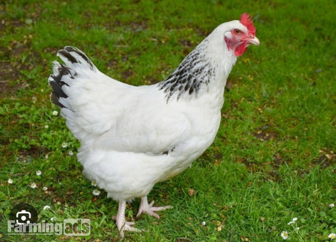 Light Sussex - Point of Lay Hens